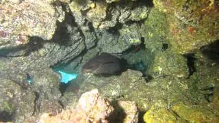 [HD] Scuba diving in Azores (blue shark, mobulas, barracudas etc.)