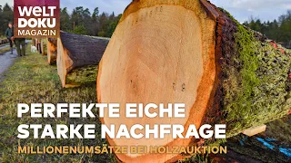 REKORDPREISE FÜR DEUTSCHE EICHE: Millionenstarke Versteigerung im Bischofswald | WELT Doku Magazin