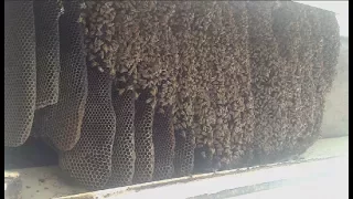 Yıllarca Yatak Odasında Arılar İle Beraber Yaşadı (Bal Avcısı 1.Bölüm)