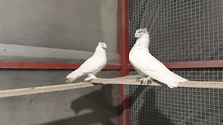 Андижанские голуби. Малля боши.