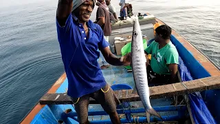 Barracuda Fish Catching - Part I
