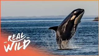 How Ocean Pollution Is Killing Our Killer Whales | Natural Kingdom | Real Wild