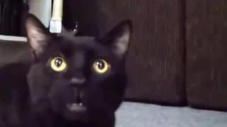 Кот в шоке Cat in shock