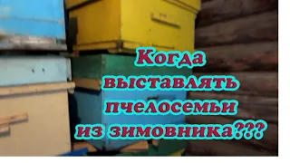 КАК И КОГДА ВЫСТАВЛЯТЬ ПЧЕЛОСЕМЬИ ИЗ ЗИМОВНИКА??