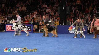 National Dog Show 2023: Best in Show (Full Judging) | NBC Sports