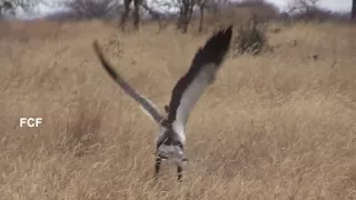 Secretary Bird hunts for, then finds, kills and eats a snake in Tanzania -- in 1 minute!