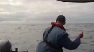 Bridle Rigging a Livebait - Skipjack Tuna