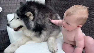 Adorable Baby Boy Talks To His Wolves! (Cutest Ever!!)