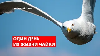 Один день из жизни чайки и птенцов