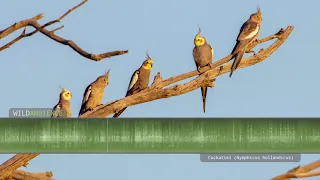 Cockatiel sounds - The calls of wild cockatiels (quarrions) in the Australian outback