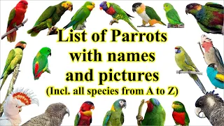List of parrots (all 402 species with names and images)