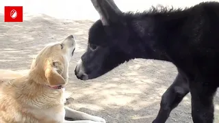 Funny Donkey   #8- Try Not To Laugh Challenge