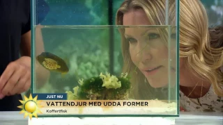 Udda vattendjur - Elektriska och fyrkantiga fiskar - Nyhetsmorgon (TV4)