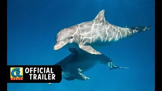 Disneynature's Dolphins   Official Trailer