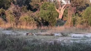 New Male Lions Roaring- Londolozi TV