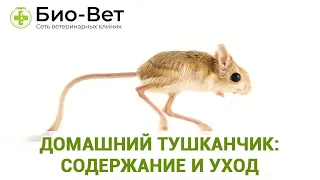 Домашний Тушканчик: 🐹 Содержание и Уход // Сеть Ветклиник БИО-ВЕТ