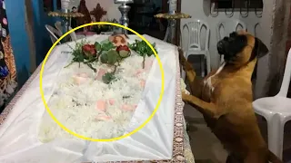 Собака пришла на похороны своего хозяина и сделала то, что тронуло всех