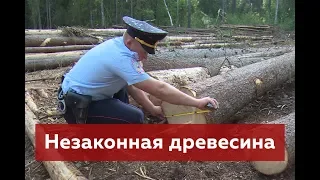 Незаконная древесина