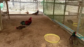 Wild chickens 🐓 in the zoo