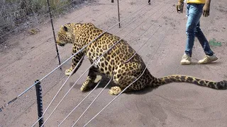 Animales que pidieron ayuda y bondad a la gente | ¡Los mejores momentos de la primavera!