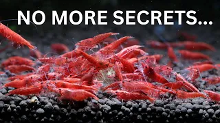 The Secrets to Breeding 1,000's of Cherry Shrimp!