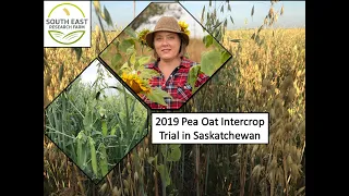 Oat Pea Intercrop Demonstration 2019