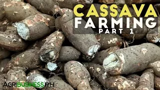 Cassava Farming: Potential Income and Status of Cassava Industry in the Philippines