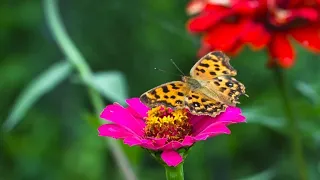 🦋Самые красивые и нежные бабочки. Мелодия для души 💗🦋