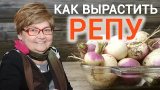 Выращивание репы (передача от 07.02.2022)