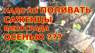 НАДО ЛИ ОСЕНЬЮ ПОЛИВАТЬ САЖЕНЦЫ ВИНОГРАДА