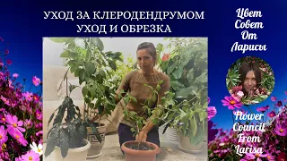 КАК Я УХАЖИВАЮ ЗА КЛЕРОДЕНДРУМОМ | УХОД И ОБРЕЗКА В ДОМАШНИХ УСЛОВИЯХ 4К