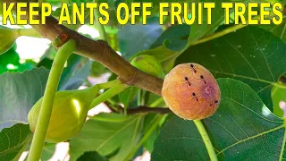 Keep ANTS OFF FRUIT TREES With Three Simple Tricks