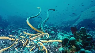 Deadly Sea Snakes That Lurk Below!