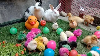 World of cute chicks,Colorful chicks,Ducks,Rabbits,Cute cat,Turtle,Colorful fish,Cute animals,Swans