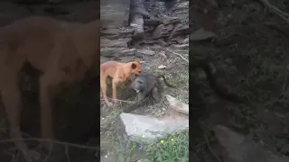 A dog kill Baboon