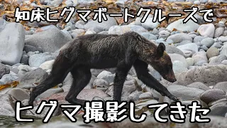 帯広から知床へヒグマ撮影に行ってきた【ヒグマボートクルーズ】