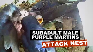 Subadult male Purple Martins attack nest