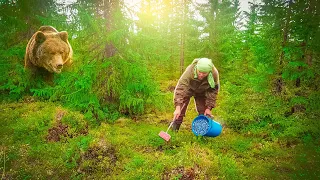 ЗАРАБОТАЛ ТЫСЯЧИ В ЛЕСУ. ПОПАЛ НА МЕДВЕЖЬЕ ПАСТБИЩЕ. СБОР ЯГОД НА ПРОДАЖУ. ЯГОДНЫЙ СЕЗОН. ЧЕРНИКА