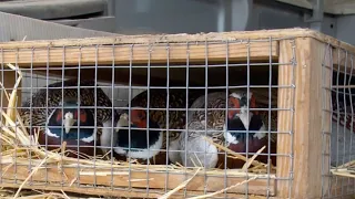 DWR Pheasant release ahead of hunting season in Utah