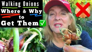 How To Grow Egyptian Walking Onions FOREVER PRODUCING Vegetable Plant for Garden Container Gardening