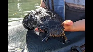 Black sea hare (enormous sea slug)