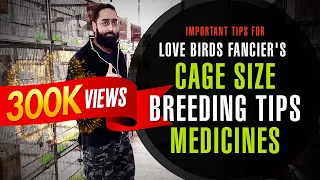 Important Tips For Love Birds Fancier's Like Cage Size, Breeding Tips, Breeding Medicine
