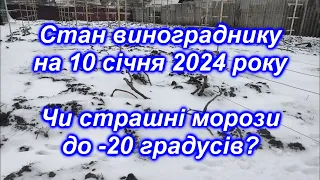 Стан винограднику на 10 січня 2024 року