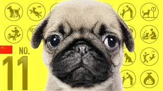 No.11 Pug ❤️ TOP 100 Cute Dog Breeds Video