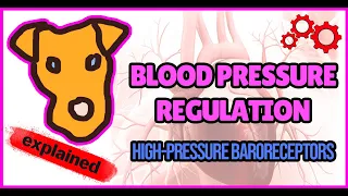Blood Pressure Regulation p1 General principles. High-pressure baroreceptors