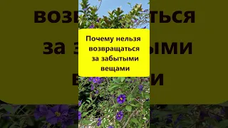 Почему нельзя возвращаться за забытыми вещами