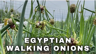 EGYPTIAN WALKING ONIONS / PERENNIAL OR WINTER ONIONS/ ALL ABOUT - EDIBLE