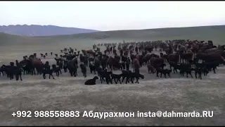 Гиссарские овцы Ходжимирзокарима, начало окота в Шахритусе, 17 февраля 2022 года
