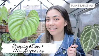 Propagation & Air layering - Plant Basics 101 | Sam's Greenhouse