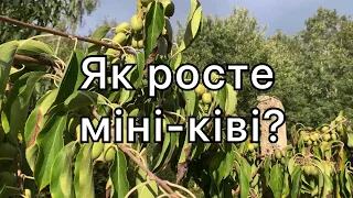 Смачніше ніж ківі? Що таке Актинідія | Нові знання - Нові можливості